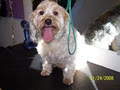 Dazzling Doggies Grooming Salon image 3