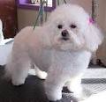 Dazzling Doggies Grooming Salon image 5