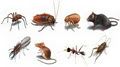 Delta Pest Control image 2