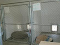 Diamond in the Ruff Kennels image 2