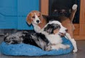 Dog People Dog Daycare Inc. image 3