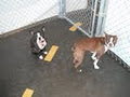 Dog People Dog Daycare Inc. image 4