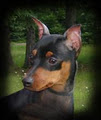 Dog River Miniature Pinschers image 1