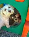 Dog Sense Day Care & Grooming image 5