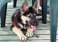 Dog Training Canada image 3