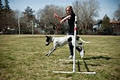 Dog Training Toronto - Fetching image 2