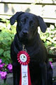 DogSmart Training Systems Ltd. image 5