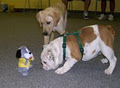 DogSmart Training Systems Ltd. image 6
