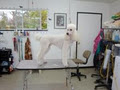 Doggy Den Juanita's Salon image 4