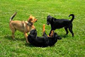 Dogs at Camp Cage Free Boarding! Ottawa, ON image 3