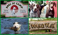 Dogs at Camp Cage Free Boarding! Ottawa, ON logo