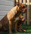 Dogue De Bordeaux - Grand Master Bordeaux logo