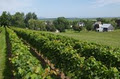 Domaine de Grand Pré / Grand Pré Wines Ltd image 4