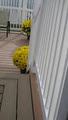 Done Right Decks and Fences image 6