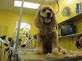 Dundurn Dog Grooming image 3