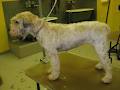 Dundurn Dog Grooming image 1