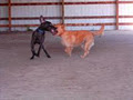 Eagle Lake Boarding Kennel image 5