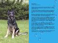 Elite Dog Training image 1