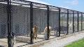 Farfignoogle Kennels image 3