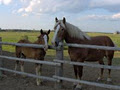 Forest Lea Stables - Horse Boarding Facility image 3