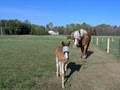 Forest Lea Stables - Horse Boarding Facility image 4