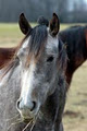 Forest Lea Stables - Horse Boarding Facility image 5