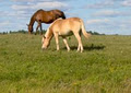 Forest Lea Stables - Horse Boarding Facility image 6