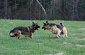 Forever Friends Dog Training image 2