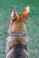 Forever Friends Dog Training image 4