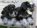 Gambles Reg'd Miniature Schnauzers image 4