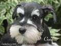 Gambles Reg'd Miniature Schnauzers image 5