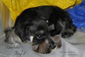 Gambles Reg'd Miniature Schnauzers image 6