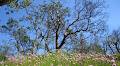 Garry Oak Ecosystems Recovery Team image 1