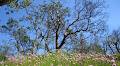 Garry Oak Ecosystems Recovery Team logo