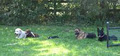 GoodHeart Dog Training Centre image 1