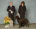Grandriver Perm. Kennels - Labrador Retrievers image 2