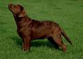 Grandriver Perm. Kennels - Labrador Retrievers image 3