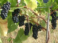 Granite Creek Estate Wines image 2