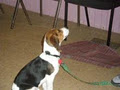 HAPPY TAILS CANINE TRAINING ACADEMY image 2