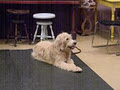 HAPPY TAILS CANINE TRAINING ACADEMY image 4