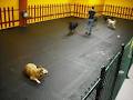 Happy Hounds Doggy Daycare Ltd image 2