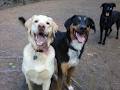 Happy Pets, Dog Walking & Pet Services, Ottawa image 4