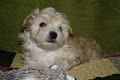 Heart in Home Havanese image 2