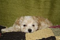 Heart in Home Havanese image 3