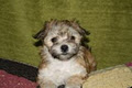 Heart in Home Havanese image 4