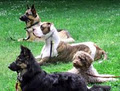 Helping Paws Professional Dog Training and Services image 1