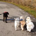 Henrys Here Dog Walking & Pet Sitting image 1