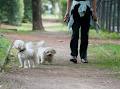 High Park Dog Walks image 1