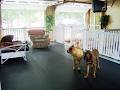 Home Away From Home Doggie Day Care image 4