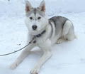 Husky Siberia image 2